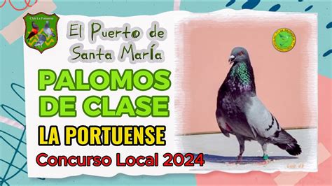 Palomos de Clase La Portuense Mod. Machos 2024/20 ©La .